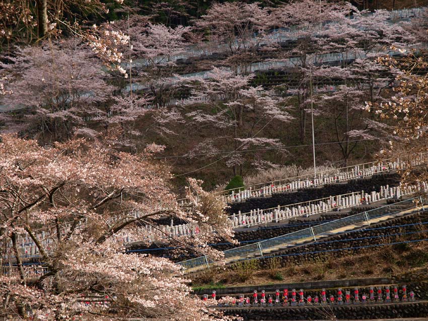 桜とお地蔵さん　　　　　埼玉県・秩父市_d0149245_2119237.jpg