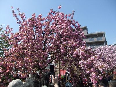 造幣局 桜の通り抜け_e0173645_15363732.jpg