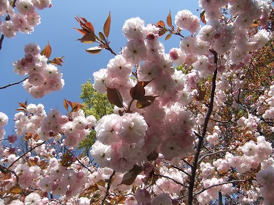 造幣局 桜の通り抜け_e0173645_15395268.jpg