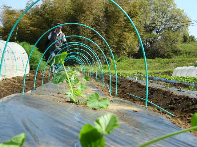 後発ズッキーニの定植＆トマトの畝作り・・大急ぎです_c0222448_11465947.jpg