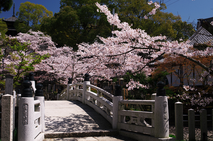 金戒光明寺の桜 & 懐古庵 納屋_f0155048_0454711.jpg