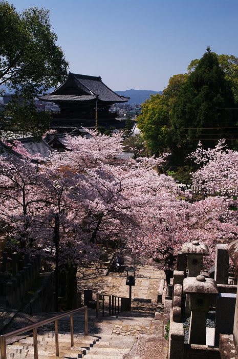 金戒光明寺の桜 & 懐古庵 納屋_f0155048_0461783.jpg