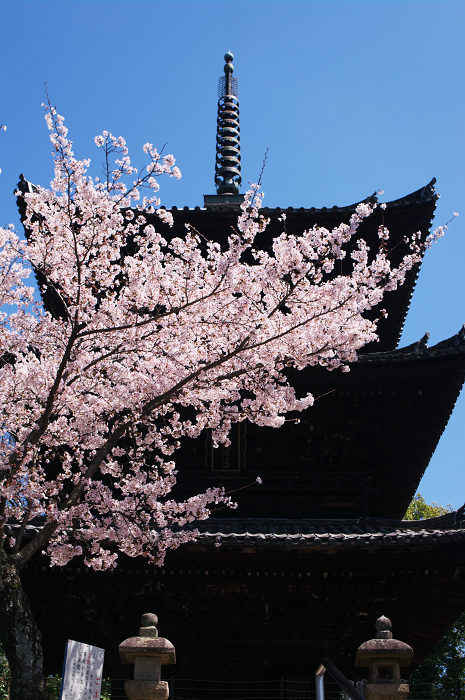 金戒光明寺の桜 & 懐古庵 納屋_f0155048_0463358.jpg