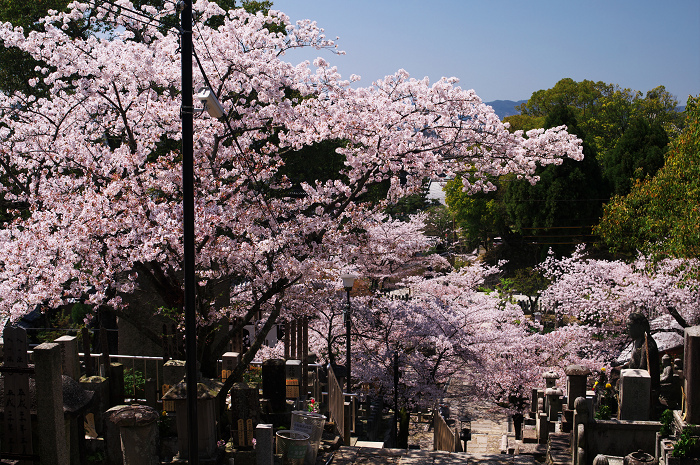 金戒光明寺の桜 & 懐古庵 納屋_f0155048_0471218.jpg