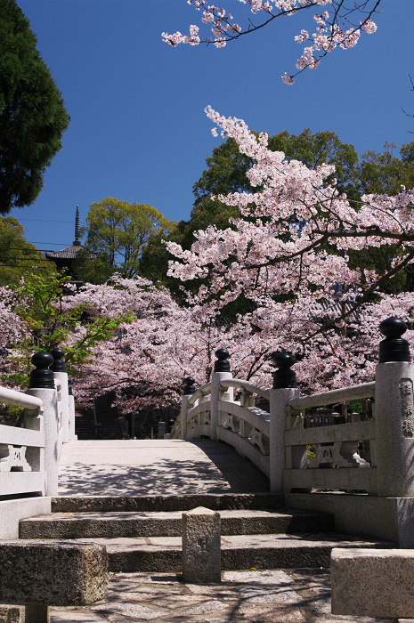 金戒光明寺の桜 & 懐古庵 納屋_f0155048_0473729.jpg