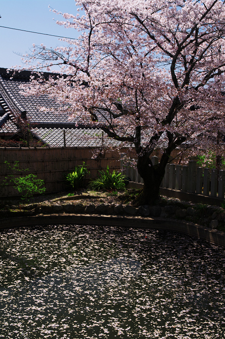 金戒光明寺の桜 & 懐古庵 納屋_f0155048_0475323.jpg