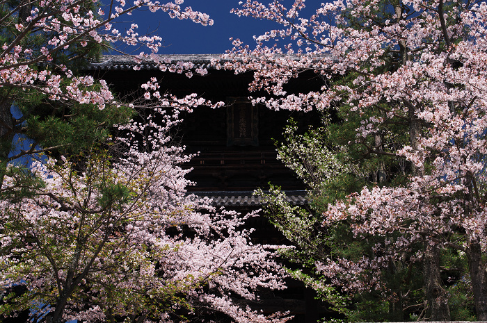 金戒光明寺の桜 & 懐古庵 納屋_f0155048_0481974.jpg