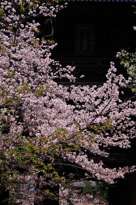 金戒光明寺の桜 & 懐古庵 納屋_f0155048_0484988.jpg