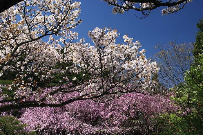 金戒光明寺の桜 & 懐古庵 納屋_f0155048_144728.jpg
