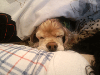 f0203249_23124168.gif