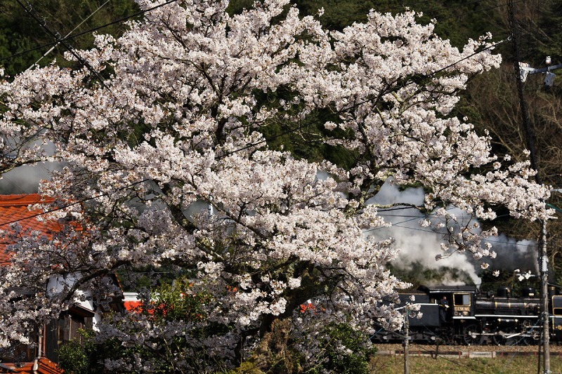 桜を追いかけて　その4_d0138050_21511224.jpg