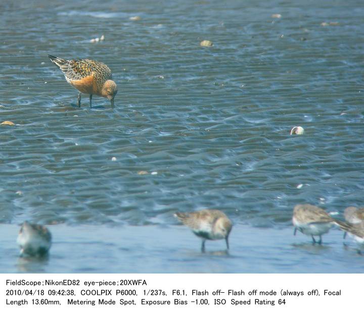 2010.4.18(1) ふなばし三番瀬海浜公園_c0062451_186513.jpg