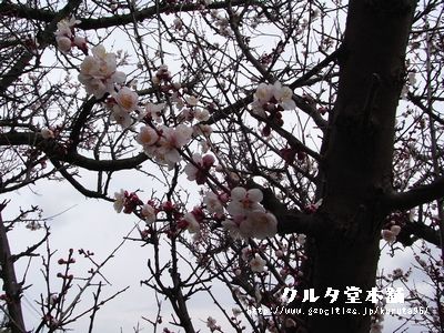 d0044755_21461640.jpg