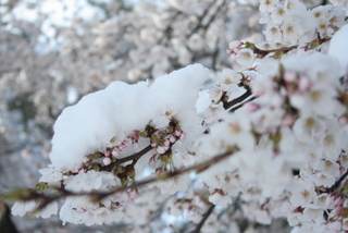  桜に雪_e0111355_215516.jpg