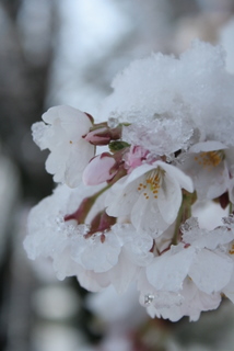  桜に雪_e0111355_2165626.jpg