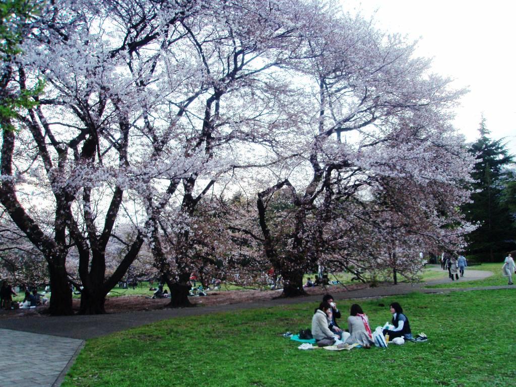 2010年、お花見。_c0119259_15421212.jpg
