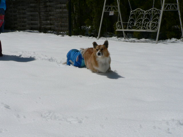 雪と青空とわんこ　（くまやの調所）_e0176059_1342499.jpg