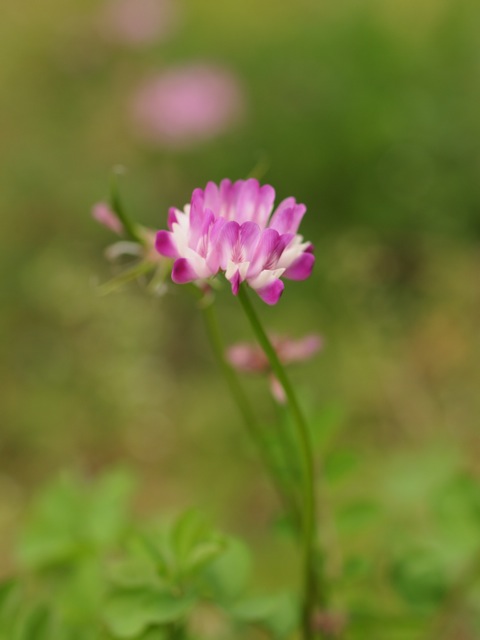 ボクはこの花のおかげで生きていると思うときがある_b0148762_19181041.jpg