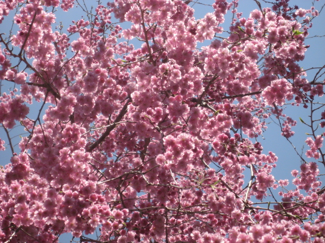 甲州しだれ桜は濃いピンクなの　豪華絢爛でしたよ～_a0120264_15283299.jpg