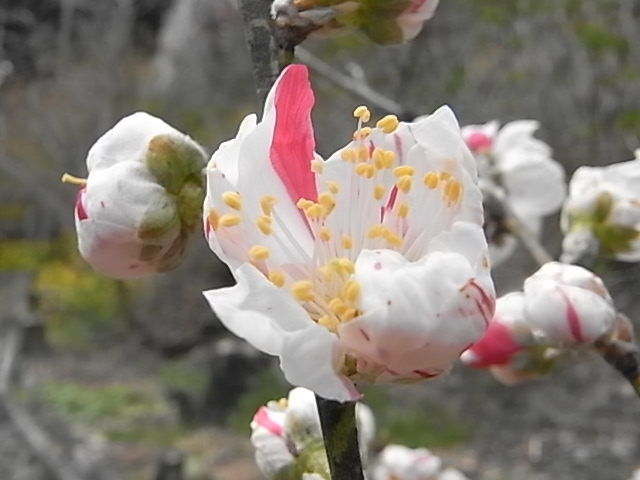 バッターフライ　アウト！4月18日（日）　…晴れのち曇り…_a0146070_18242248.jpg