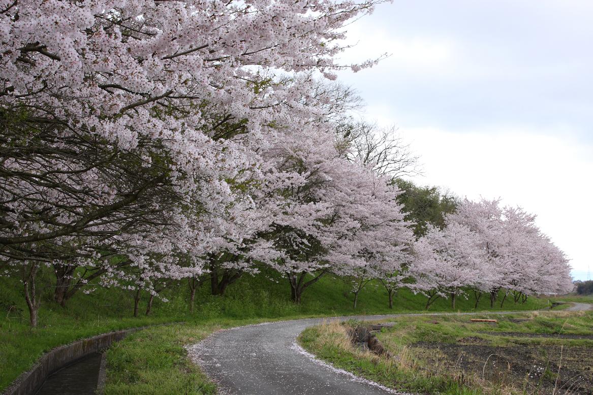 最後の桜めぐり－湖北オフ１－_c0153672_23222191.jpg