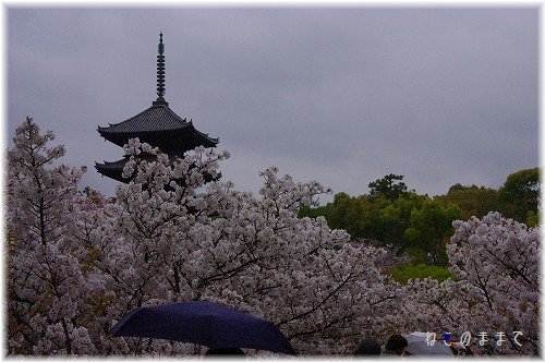 桜の香りの仁和寺_d0150672_1204640.jpg