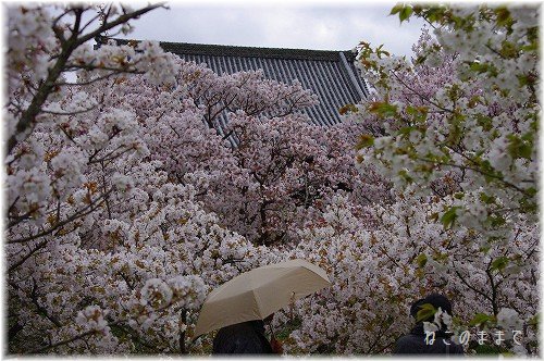 桜の香りの仁和寺_d0150672_1214145.jpg