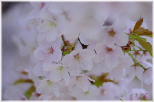 桜の香りの仁和寺_d0150672_1233043.jpg