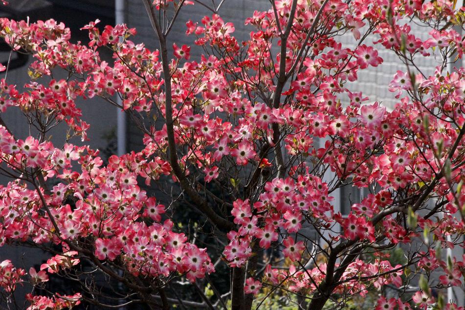 お隣のハナミズキ ~シャラの芽も吹いてきて~_a0107574_759153.jpg