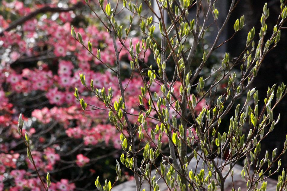 お隣のハナミズキ ~シャラの芽も吹いてきて~_a0107574_7592324.jpg