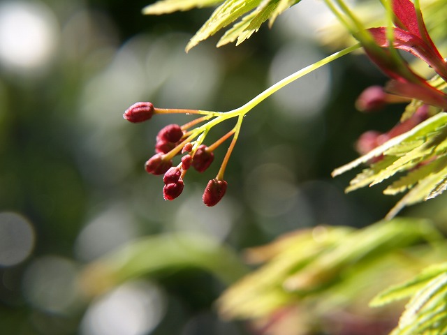 緑に包まれた赤い花（モミジの花）_d0054276_19432786.jpg