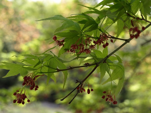 緑に包まれた赤い花（モミジの花）_d0054276_19444950.jpg