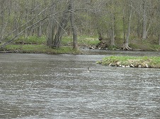 a0124077_8464332.jpg