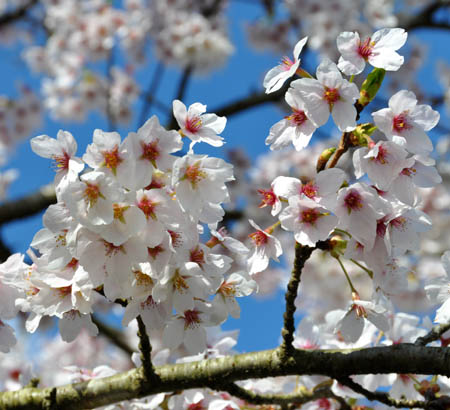 桜・寒・そして、桜ふたたび_f0077877_001985.jpg