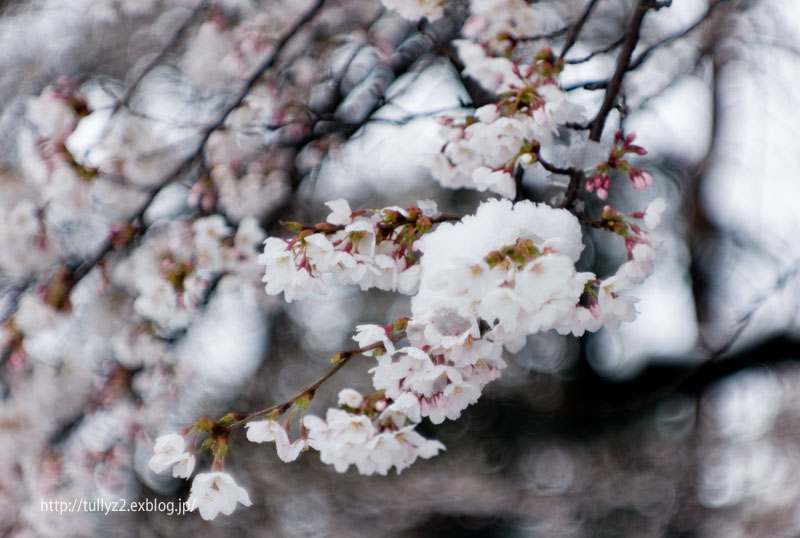 雪桜 (3)_e0109883_0541654.jpg