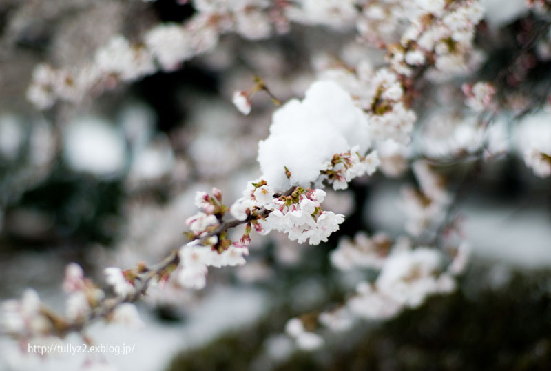 雪桜 (4)_e0109883_0553724.jpg