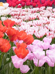 Keukenhof でお花。_f0169885_18295432.jpg