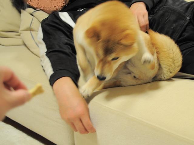 お母さんのかぼちゃんなんだよ!_a0126590_319240.jpg
