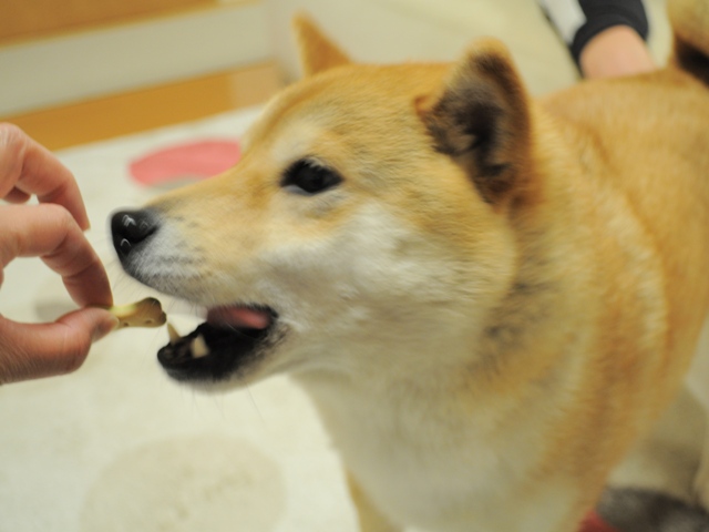 お母さんのかぼちゃんなんだよ!_a0126590_319836.jpg