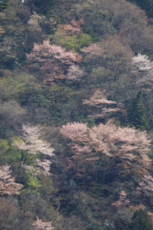 たぶん・・・山桜_d0023394_232556.jpg