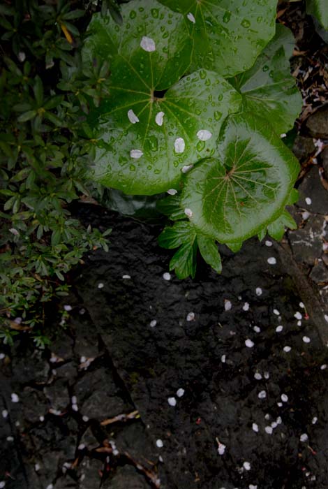 薬師の泉　板橋区　東京都_a0078397_721311.jpg