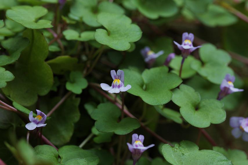 雑草だから ツタバウンラン そよ風のつぶやき 雑草だから ツタバウンラン そよ風のつぶやき