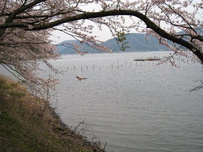 海津大崎の桜_d0121300_22402011.jpg