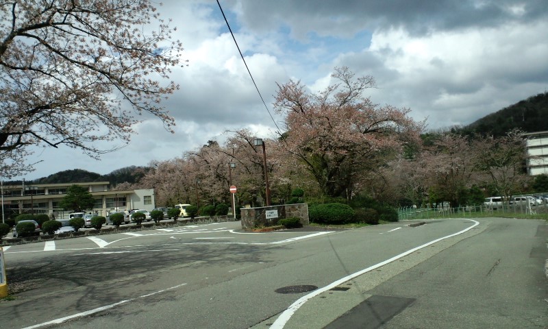 山中桜　ソメイヨシノ_d0093903_1102470.jpg