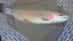 4月18日(日)_f0192504_1847385.jpg