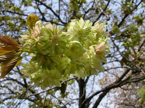 黄色い桜、緑の桜_b0112909_21323177.jpg