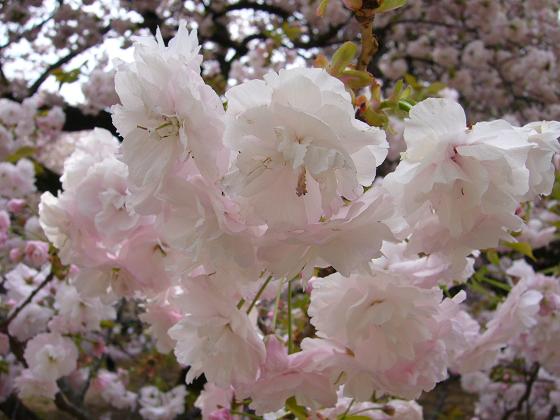 黄色い桜、緑の桜_b0112909_21561371.jpg