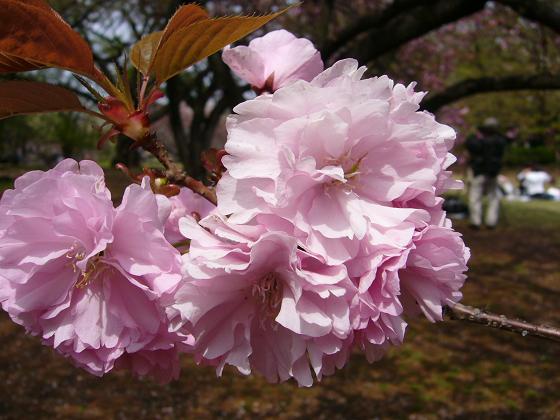 黄色い桜、緑の桜_b0112909_2258371.jpg