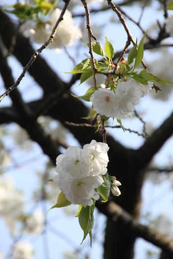 散歩道の八重桜～_c0083210_7475959.jpg