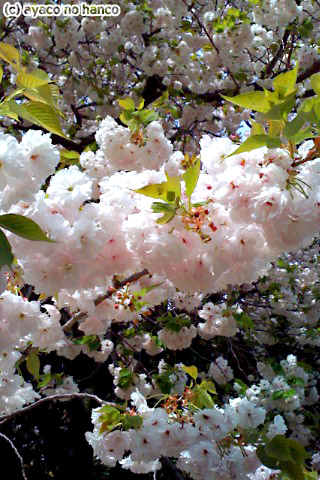 f0079110_22553063.jpg